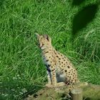 der kleine Serval