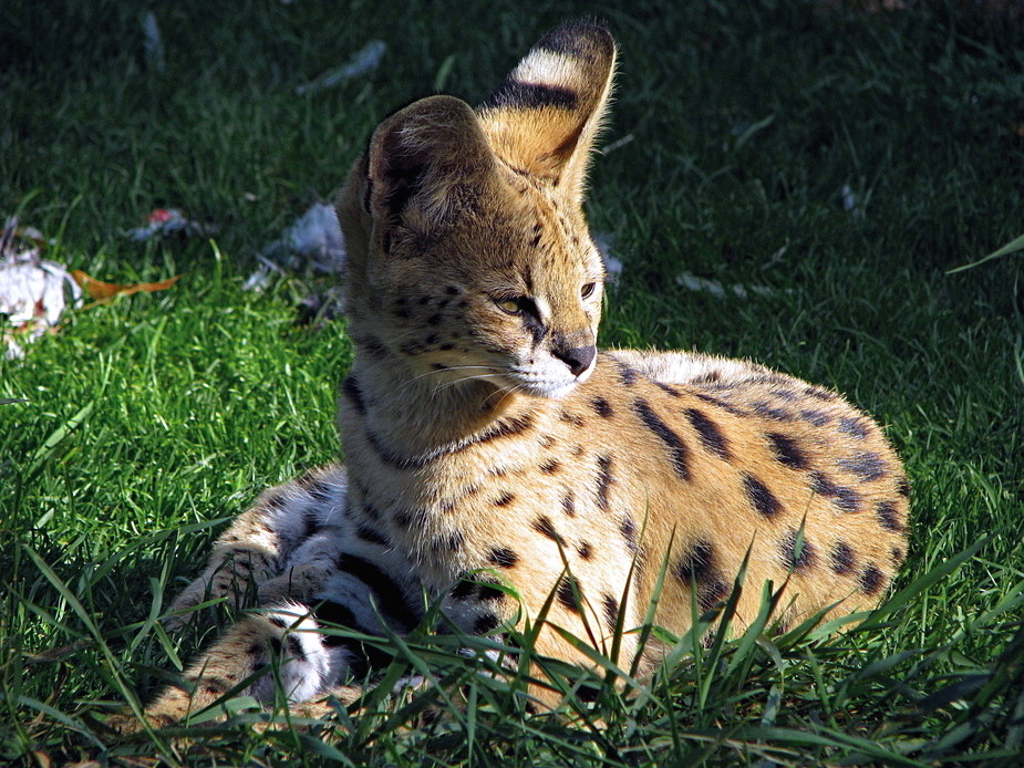 Der kleine Serval .....