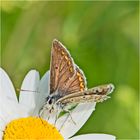 Der Kleine Sonnenröschen Bläuling (Aricia agestis) . . .