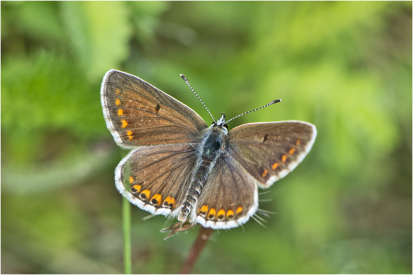 Der Kleine Sonnenröschen-Bläuling (Aricia agestis) . . .