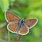 Der Kleine Sonnenröschen-Bläuling (Aricia agestis) . . .