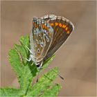 Der Kleine Sonnenröschen Bläuling (Aricia agestis) ist . . . s