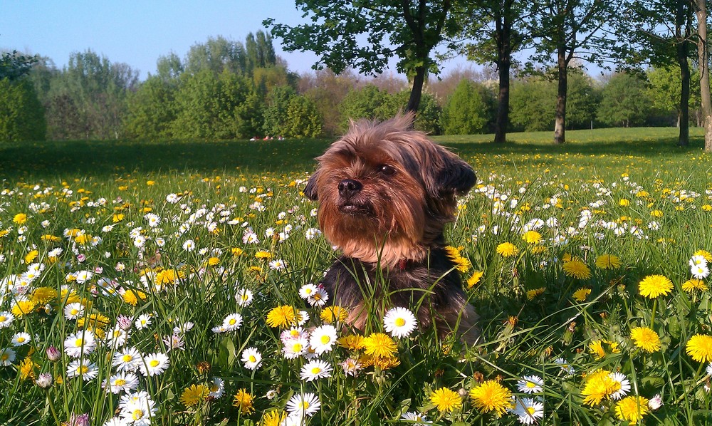 Der kleine Sonnenschein