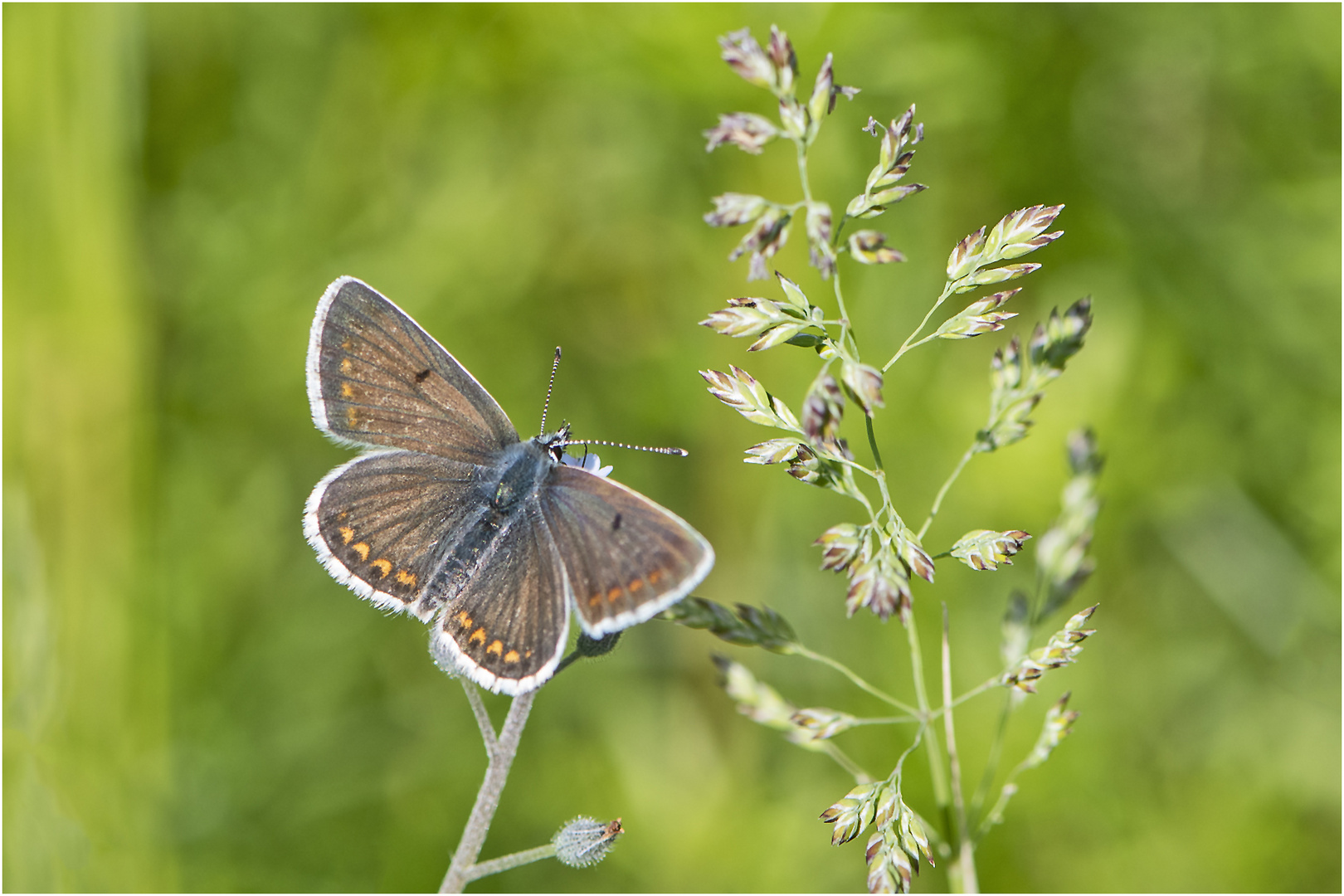 Der Kleine-Sonneröschen-Bläuling  (Aricia agestis) wird auch . . .