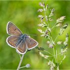 Der Kleine-Sonneröschen-Bläuling  (Aricia agestis) wird auch . . .