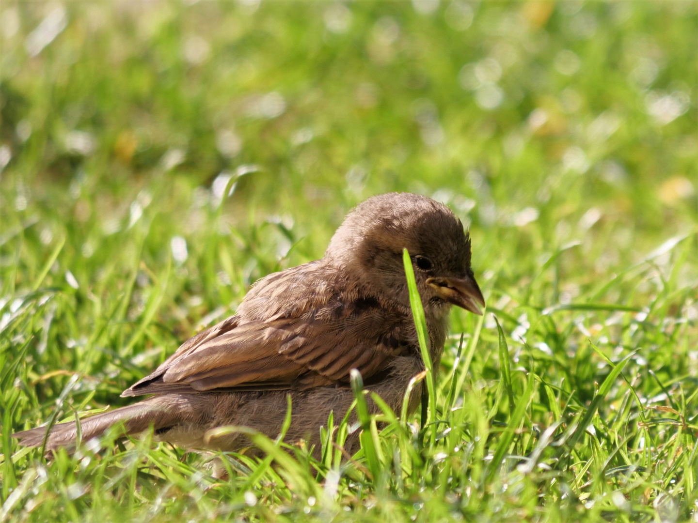 Der kleine Spatz