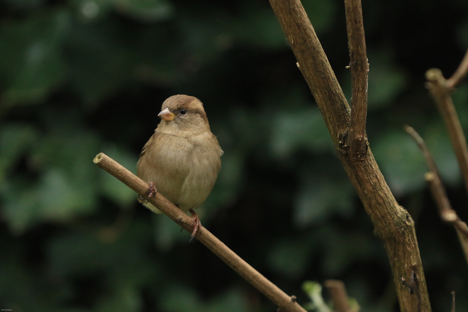 Der kleine Spatz