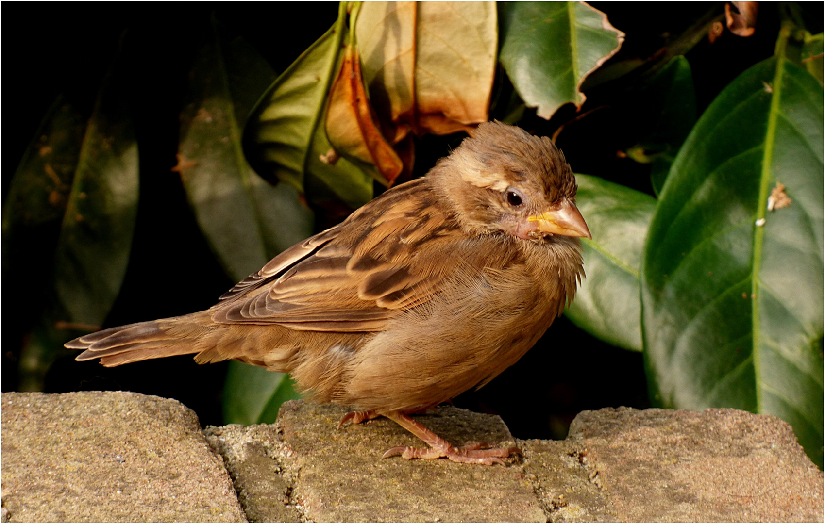 Der kleine Spatz ...