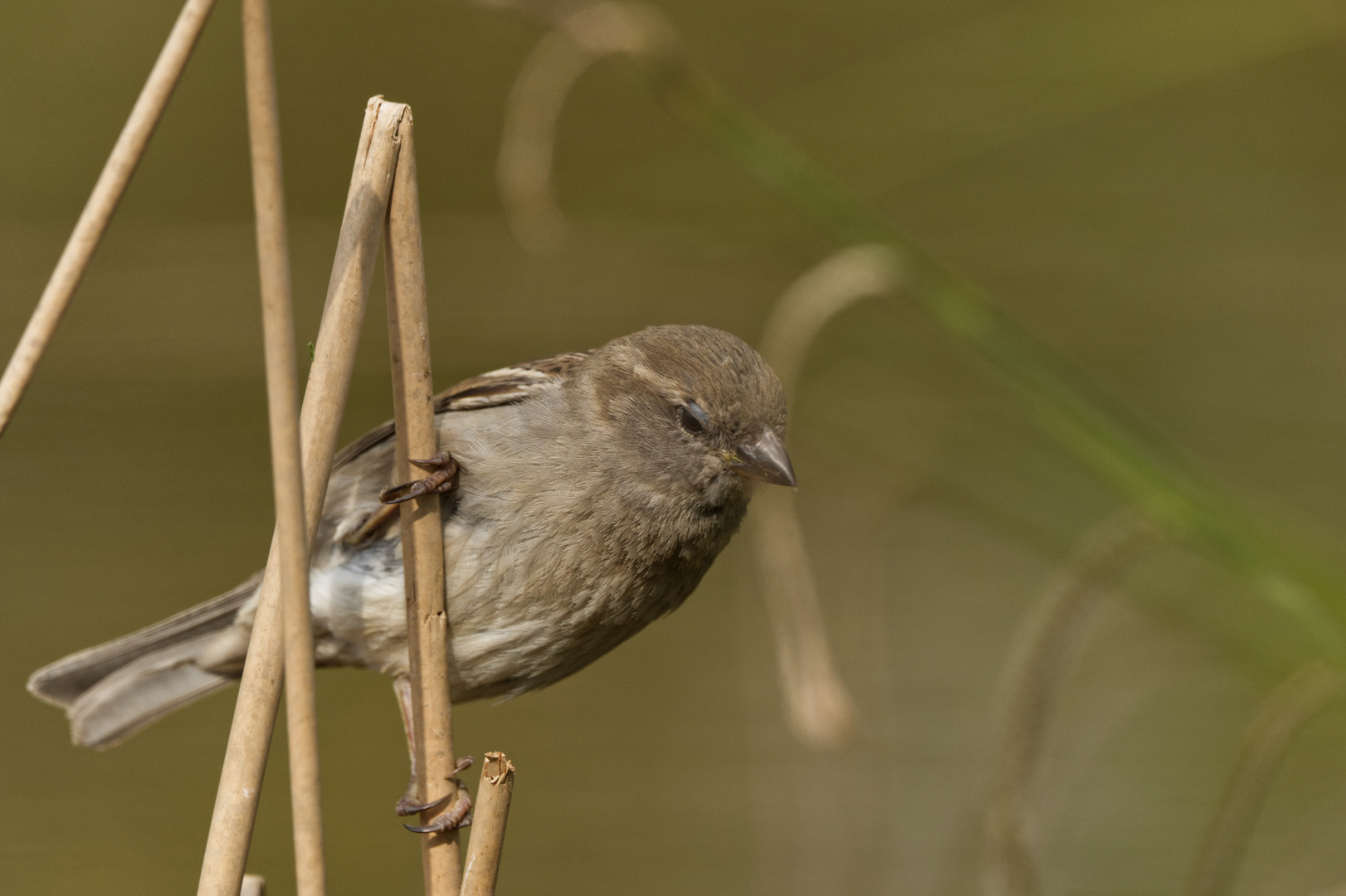 der kleine Spatz