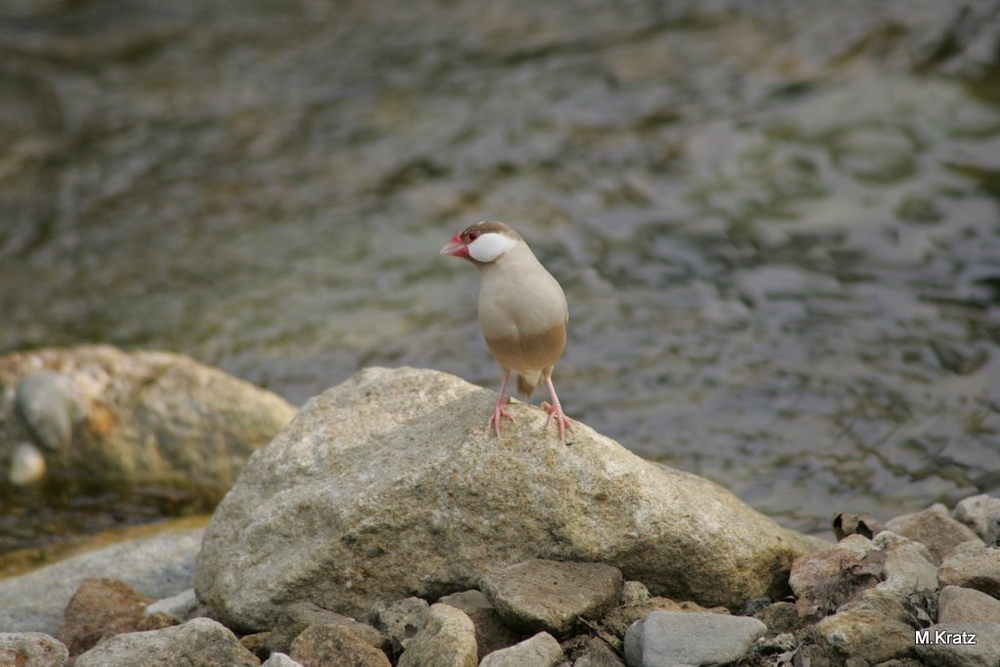 Der kleine Spatz