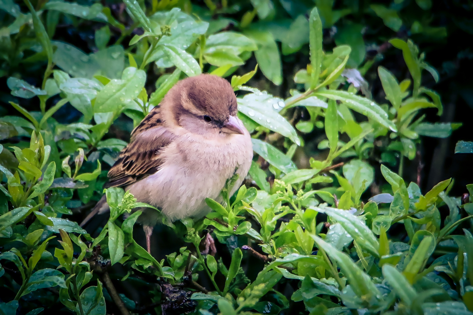 Der kleine Spatz ...