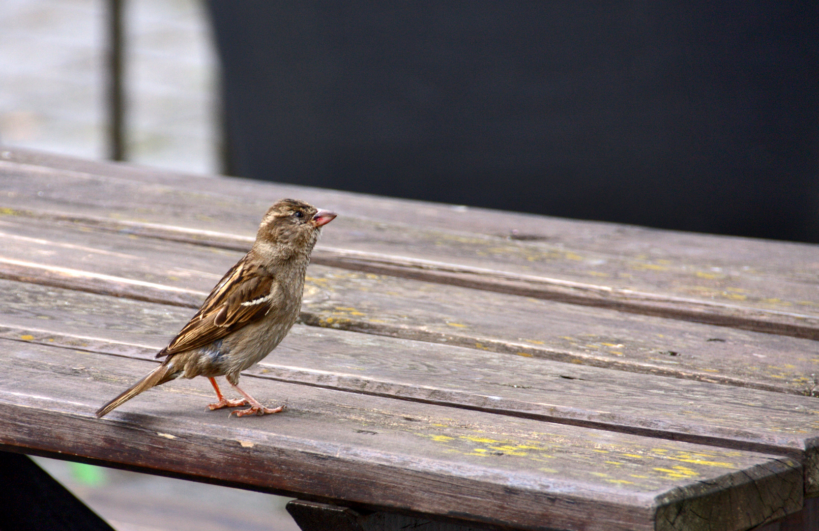 der kleine Spatz........