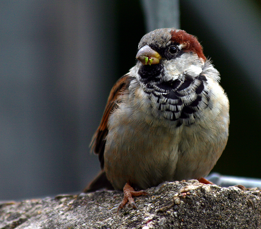 Der kleine Spatz