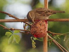 Der kleine Spatz ...