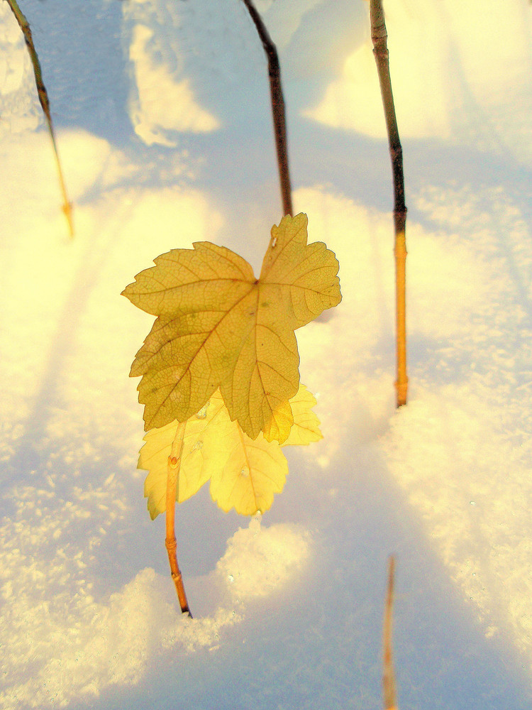 Der kleine Spross