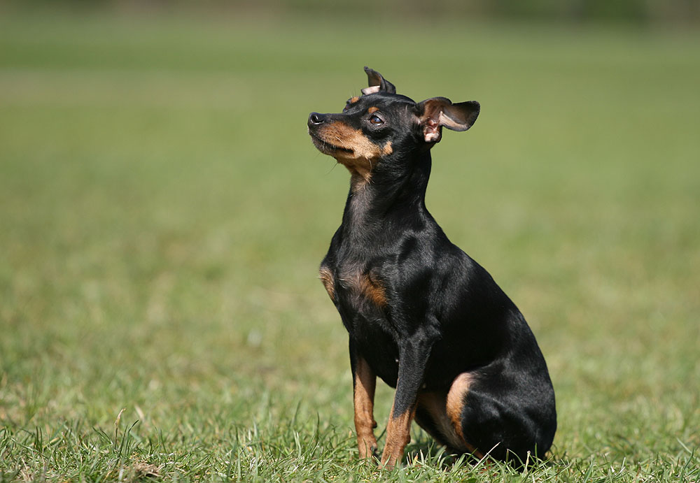 Der kleine Star des Fototreffens!