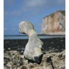 der kleine Steinbeisser am Strand von "St. Pierre en Port"