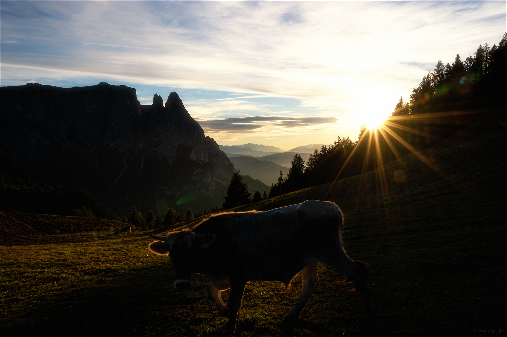 Der kleine Stier