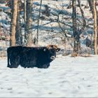 Der kleine Stier