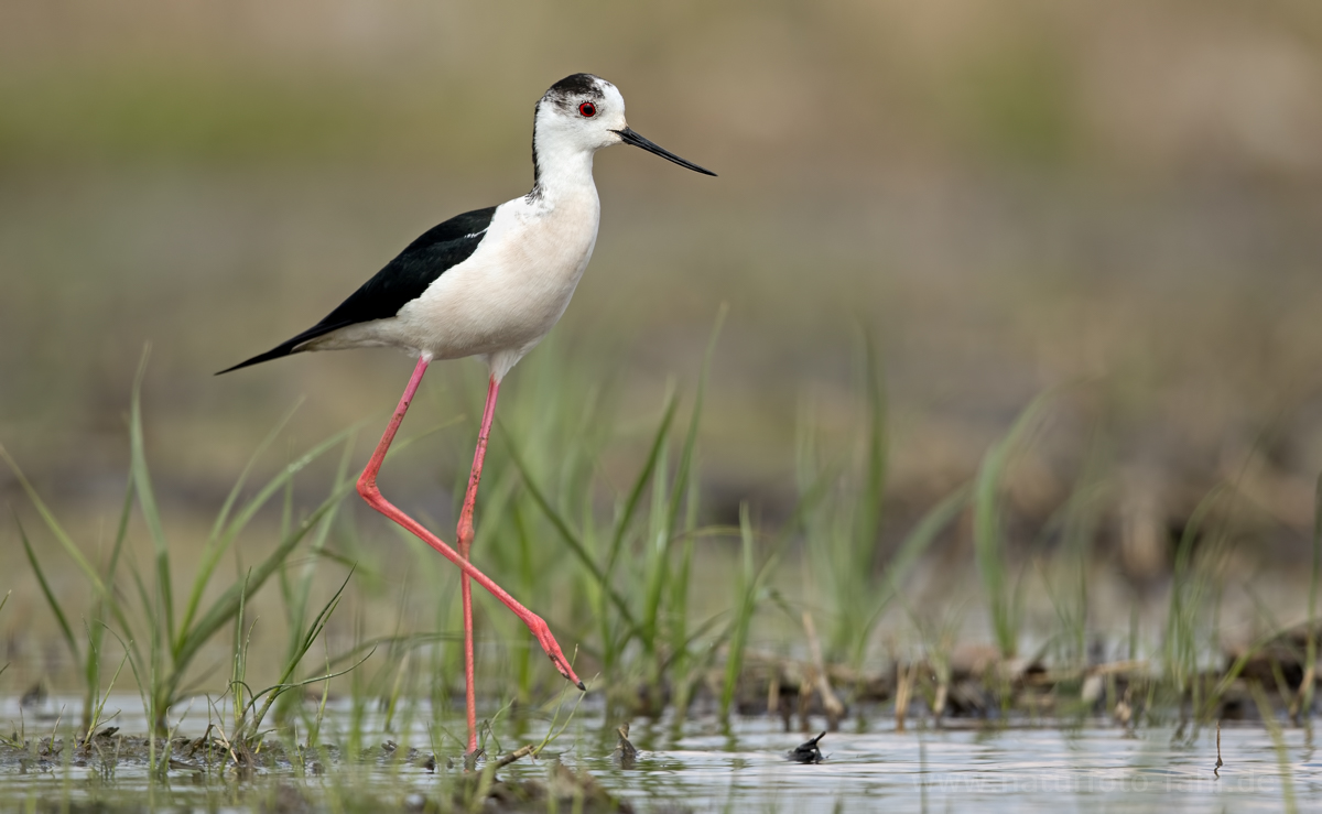 der kleine Storch