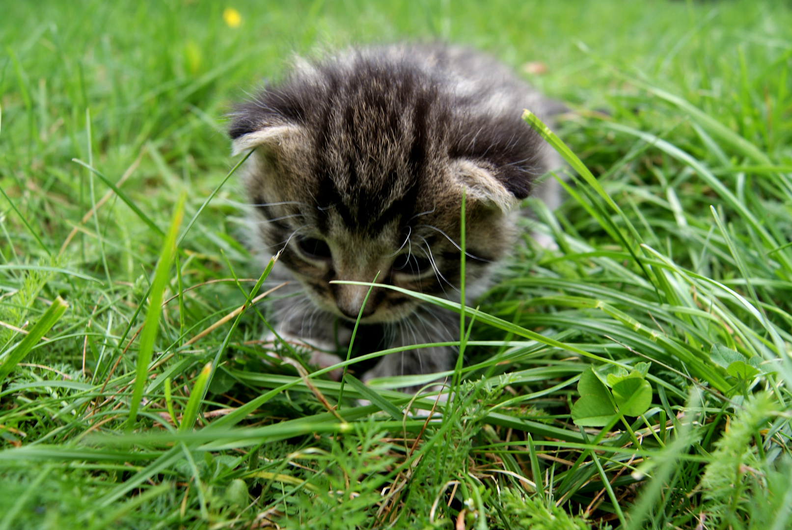 der kleine süße Kater...Arttu