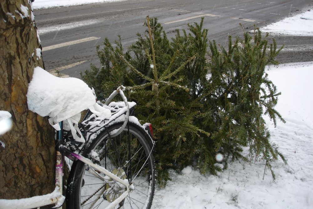 .  . der kleine tannenbaum .  .