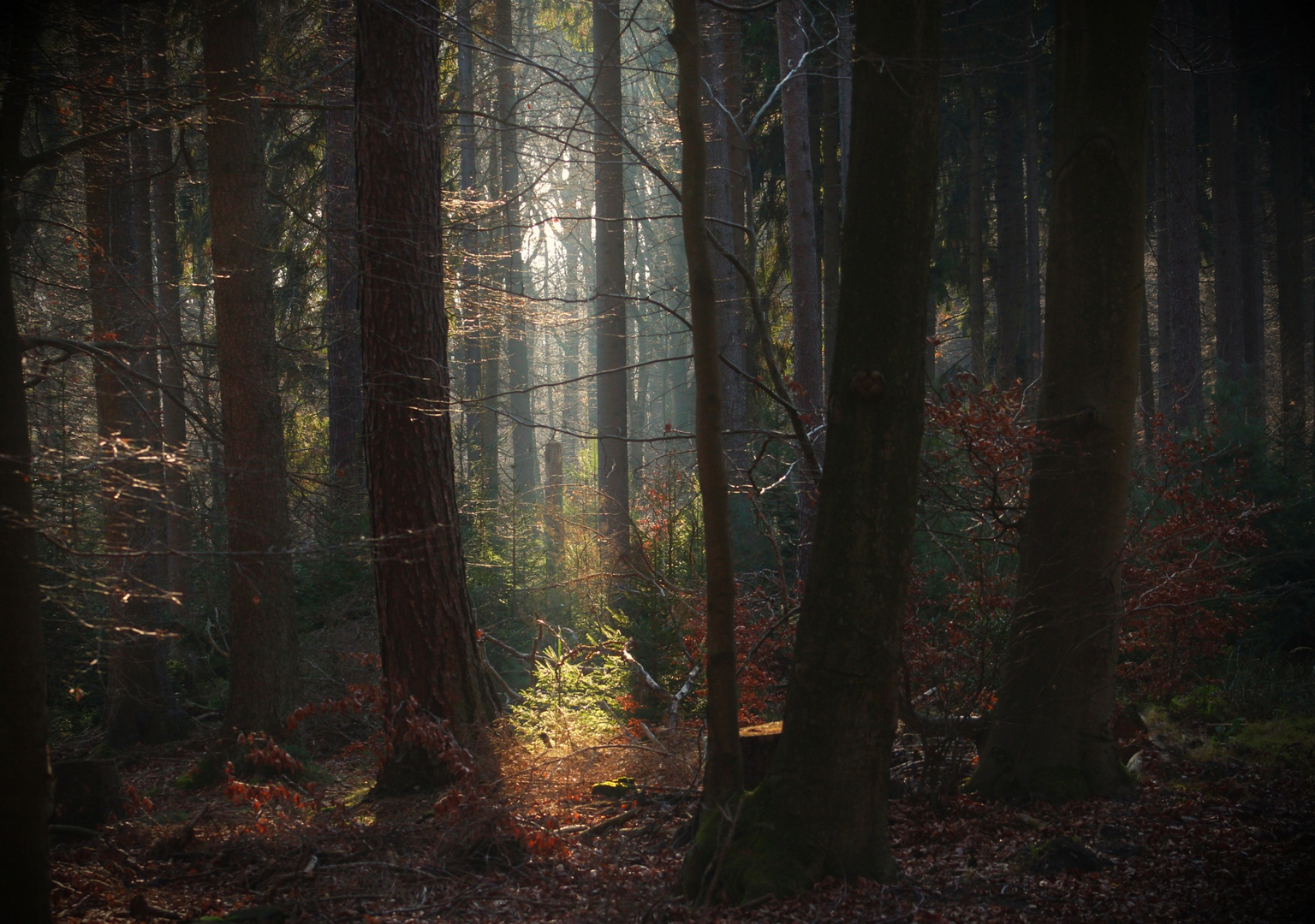 Der kleine Tannenbaum im Licht