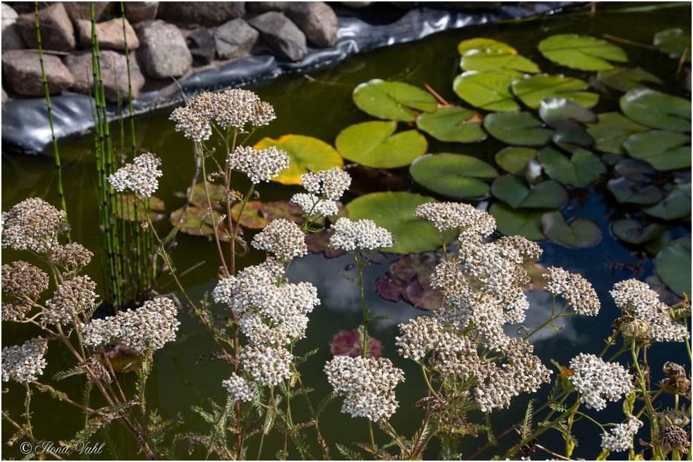 Der kleine Teich