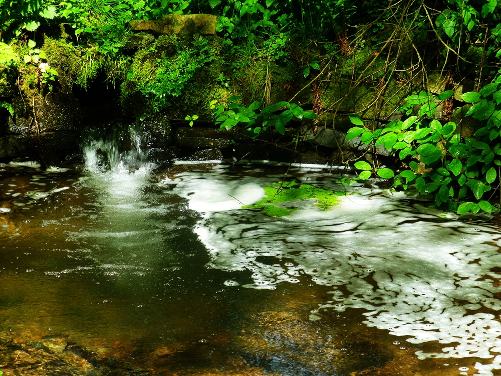 Der kleine Teich