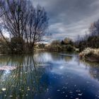 Der kleine Teich am Waldfriedhof