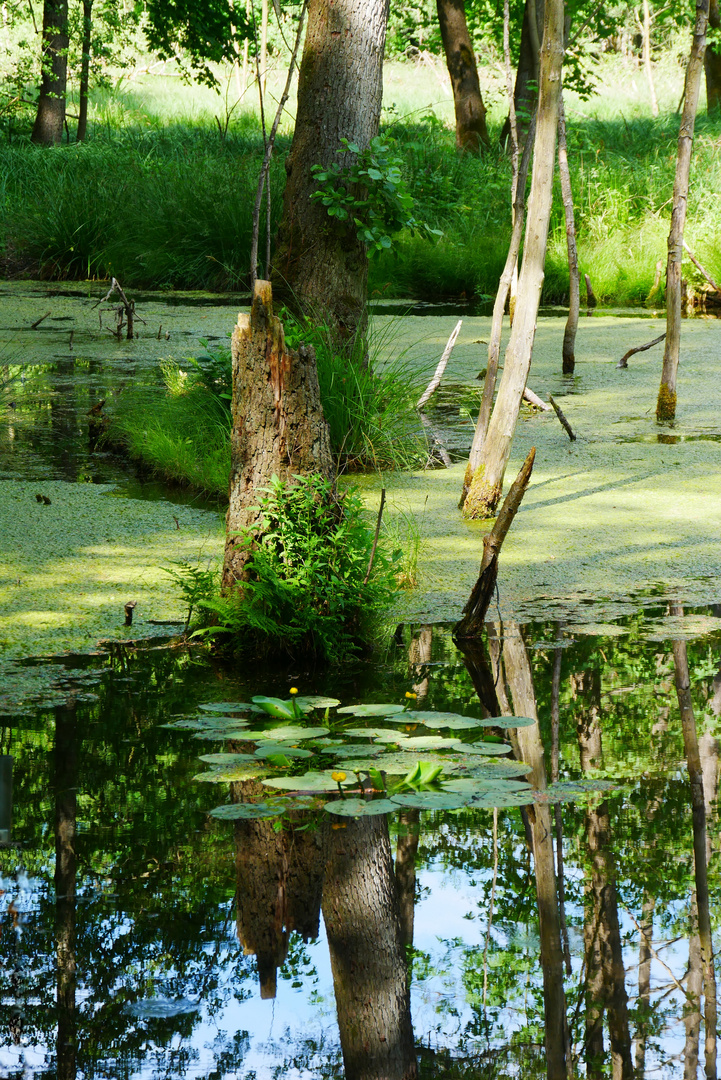 Der kleine Teich mitten im Wald