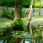 Der kleine Teich mitten im Wald