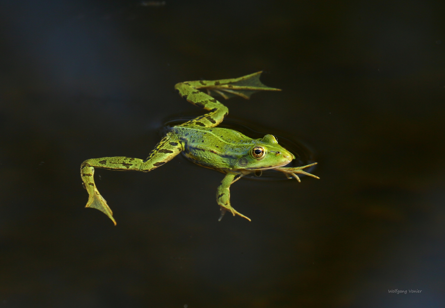 der Kleine Teichfrosch