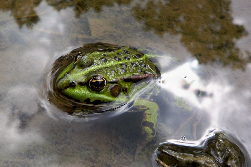 Der kleine Teichfrosch