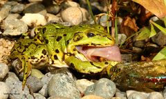 Der kleine Teichfrosch mit großer Zunge nach dem Ausspucken der Königslibelle