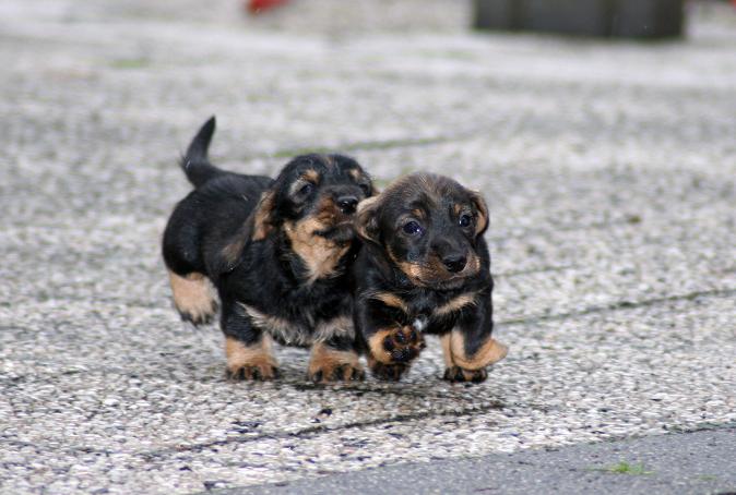 Der kleine Tom und sein bruder