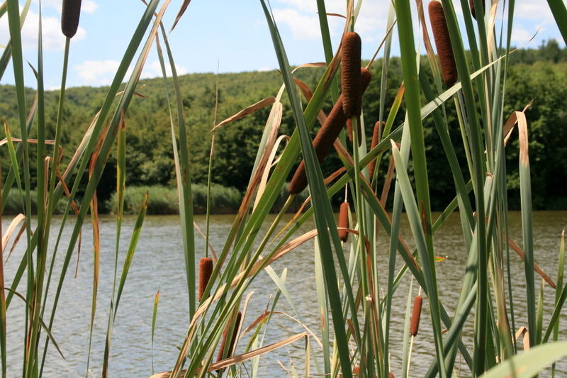 Der kleine träumerische See in Lenti Ungarn