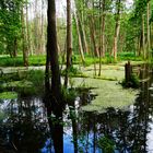 Der kleine Tümpel im Wald