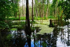 Der kleine Tümpel im Wald