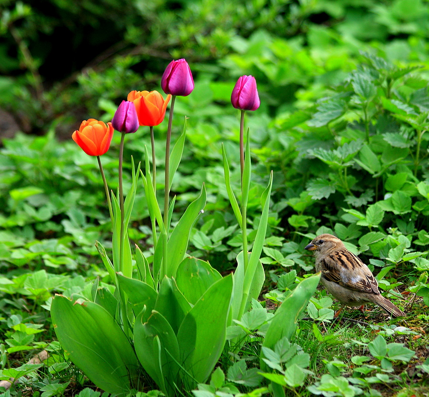 Der kleine Tulpenfreund