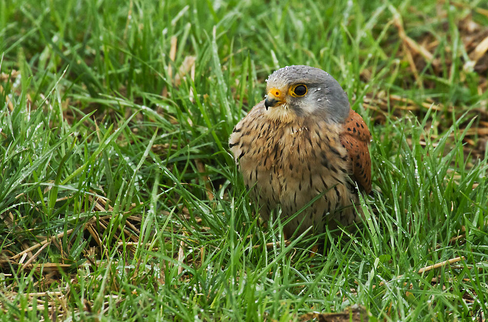 Der kleine Turmfalke...