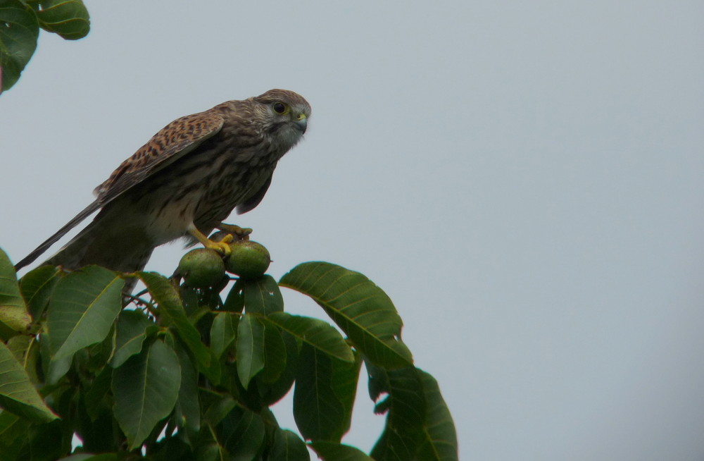 Der kleine Turmfalke beim Mäuse suchen I