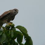 Der kleine Turmfalke beim Mäuse suchen I