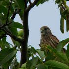 Der kleine Turmfalke beim Mäuse suchen II