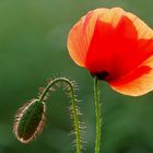 Der kleine und der große Mohn