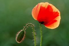 Der kleine und der große Mohn