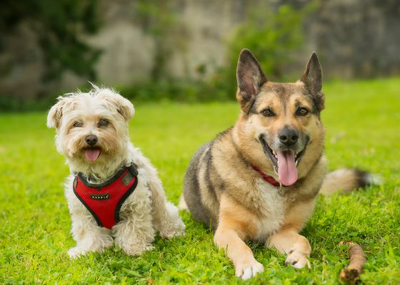 Der Kleine und die Grosse