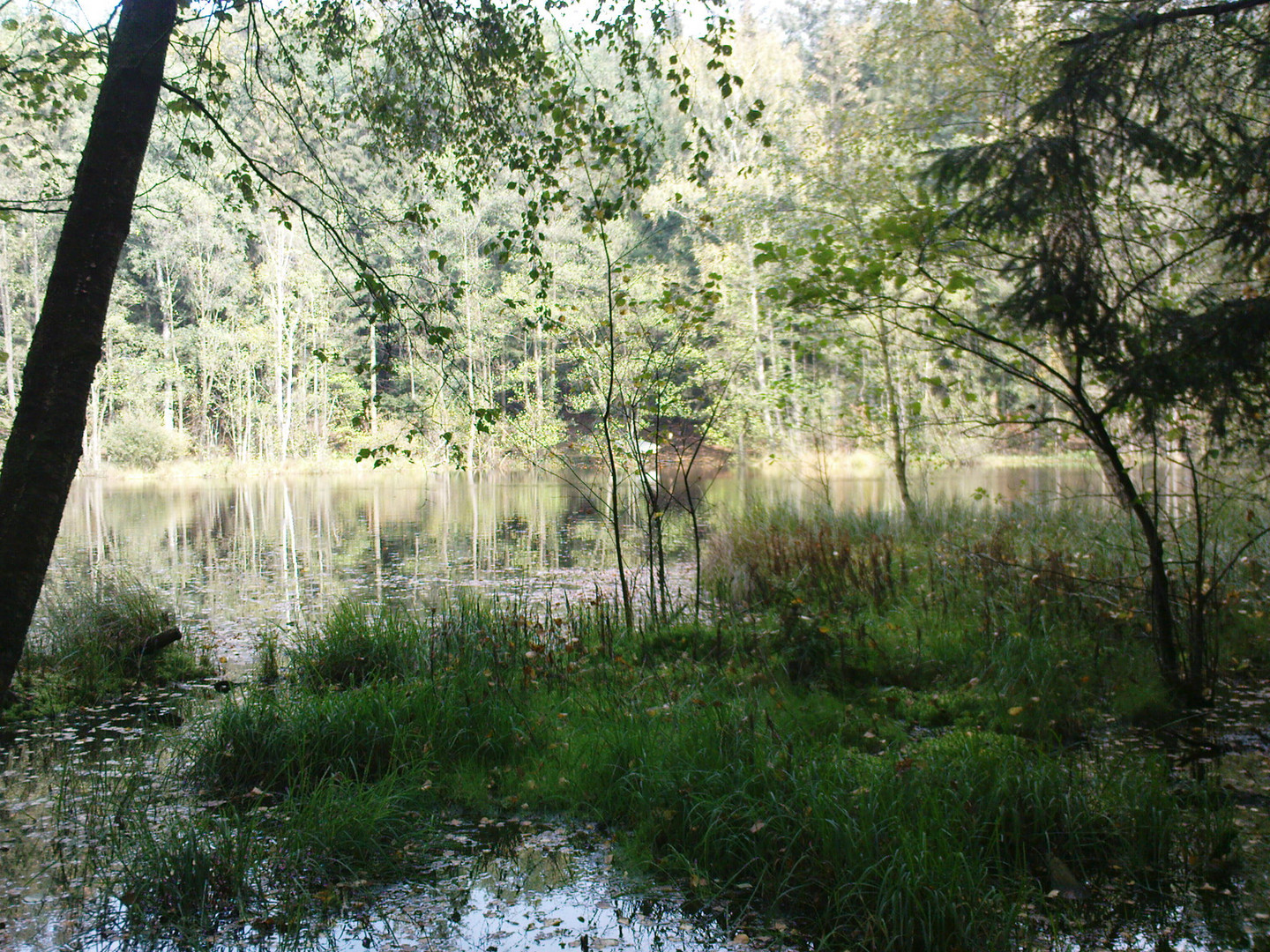 der kleine verträumte Waldsee