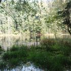 der kleine verträumte Waldsee