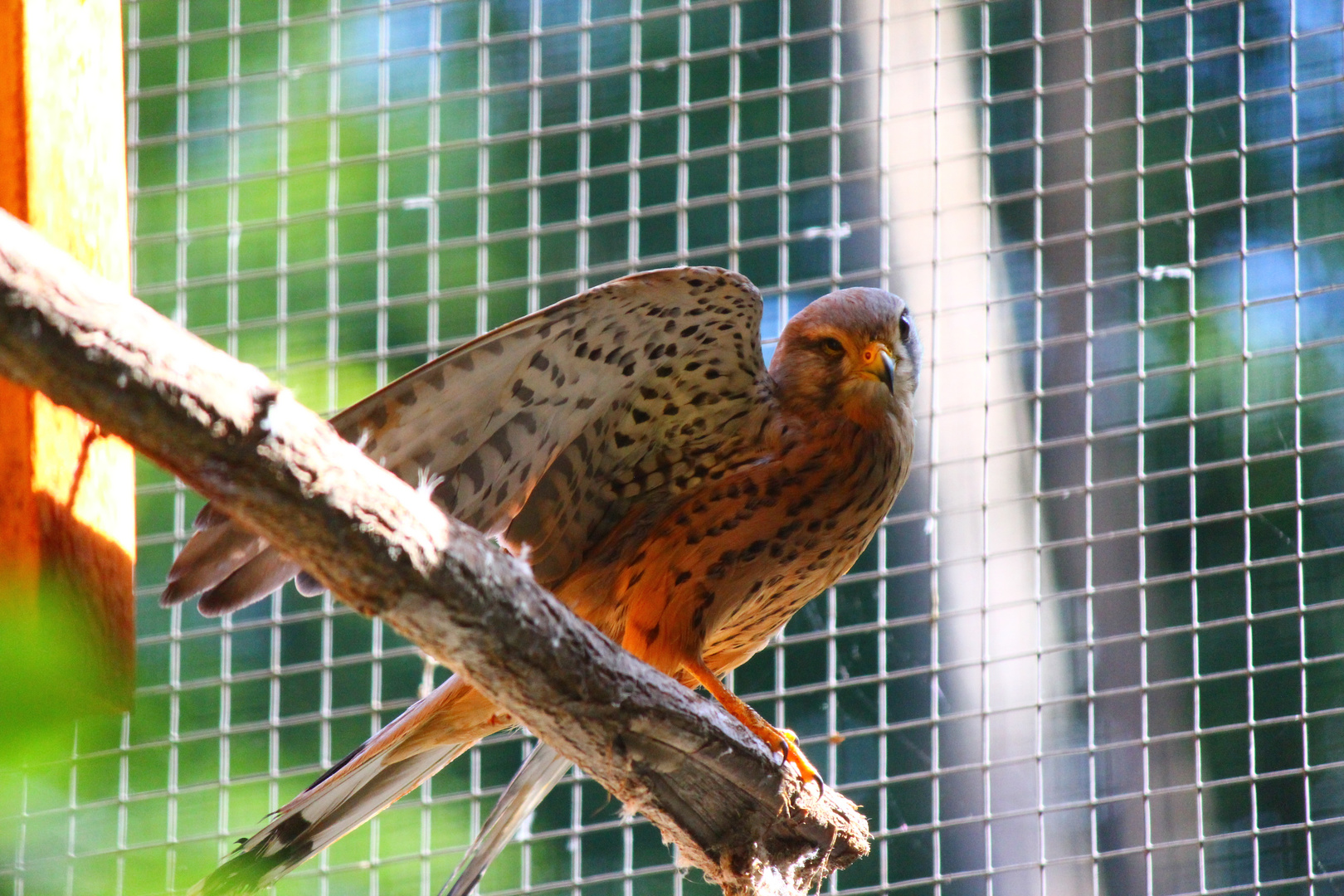 Der kleine Vogel